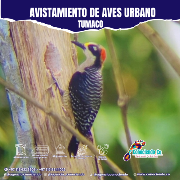 Ruta Urbano Avistamiento de Aves