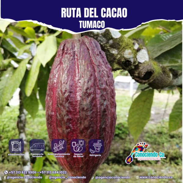 Ruta del Cacao