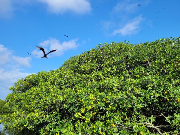 Ruta de Kayak - Isla Le Las Aves - Imagen 6