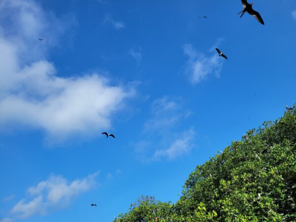 Ruta de Kayak - Isla Le Las Aves - Imagen 7