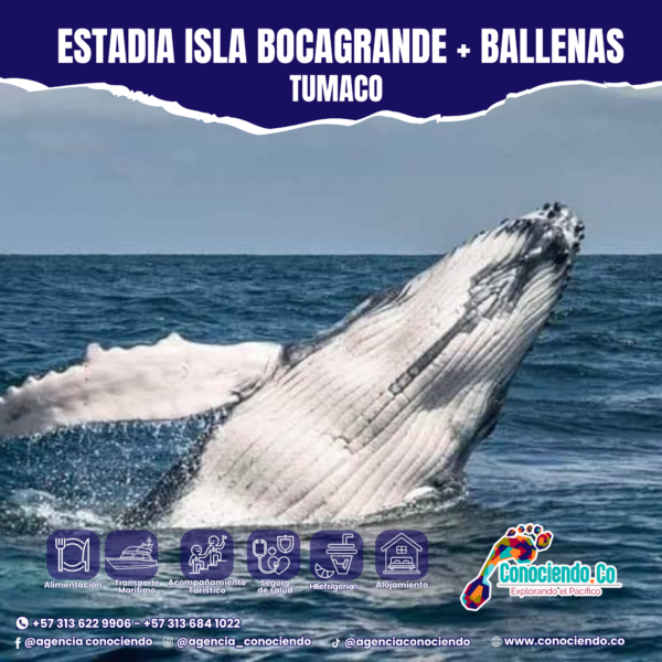 Estadía Isla de Bocagrande + Avistamiento de Ballenas (Julio a septiembre)