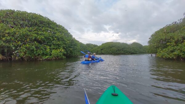 Ruta de Kayak - Isla Le Las Aves - Imagen 3